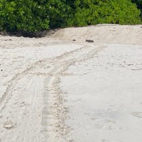Turtle Track